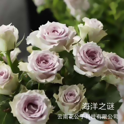 Kunming rose base wholesale yunnan light purple roses wholesale 20 fresh cut flowers/bundle