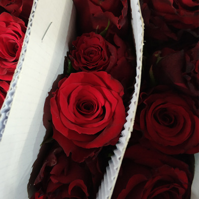 Kunming red rose wedding flowers wholesale 20 / bundle
