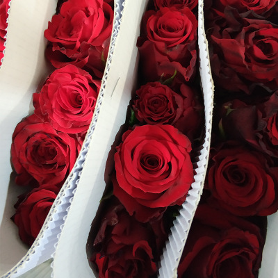 Kunming red rose wedding flowers wholesale 20 / bundle