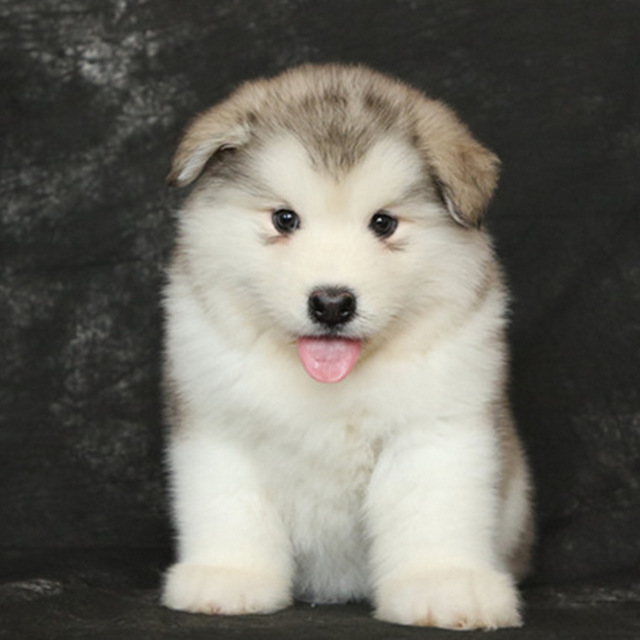 Purebred giant Alaskan pups are for sale as domestic pets
