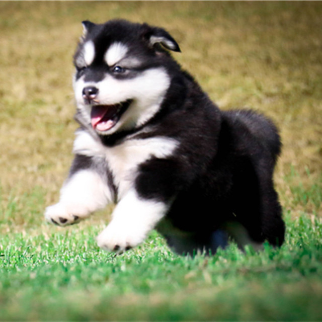 Purebred giant Alaskan pups are for sale as domestic pets