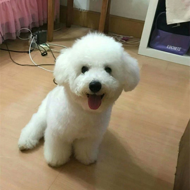 Live family bichon dog for sale as a bichon puppy