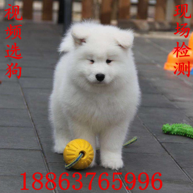 Samoyed puppy smile angel puppy small family pet dog pure white living