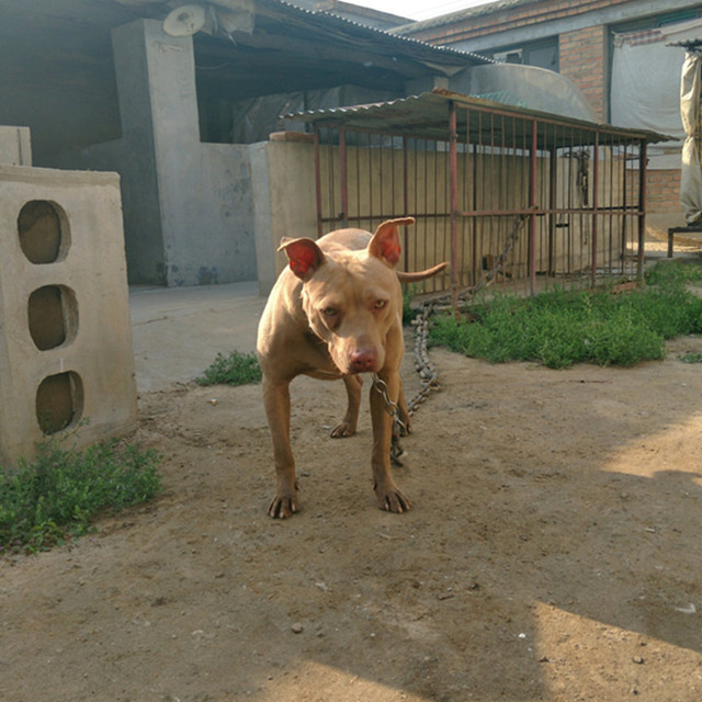 Pit bull fighting price pit bull money purebred pit bull puppies for sale