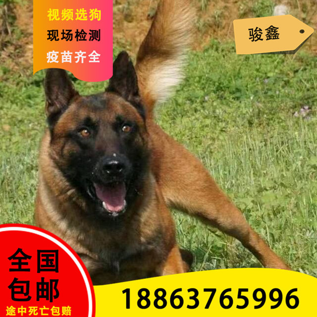 Year - round sale of horse dog puppy breeding and breeding center red horse dog national free mail