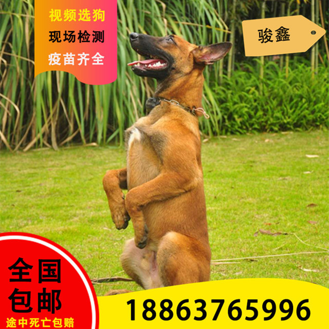 Year - round sale of horse dog puppy breeding and breeding center red horse dog national free mail