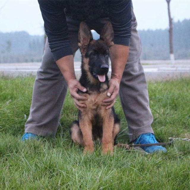 A living German shepherd black-back puppy