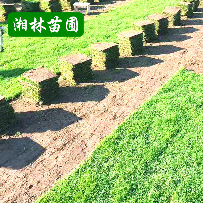 Wholesale supply of green saplings with earthen turf Manila lawn golf yard greening plants