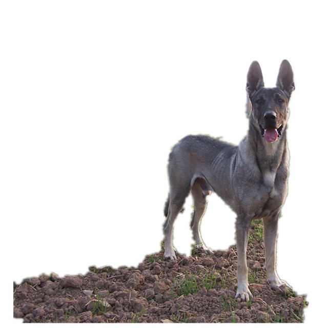 Sell purebred Wolf green dog Wolf green dog puppy guard dogs nationwide delivery