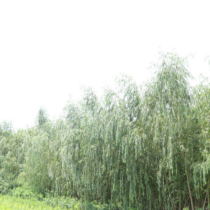 Green road trees gold weeping willows sell a large number of specifications of gold weeping willows easy to survive willow seedlings